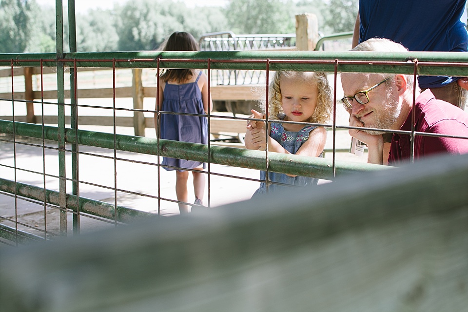 child looking at farm animals with dad
