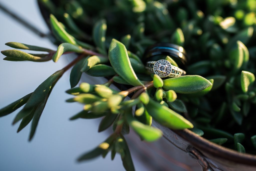 ring on succulent