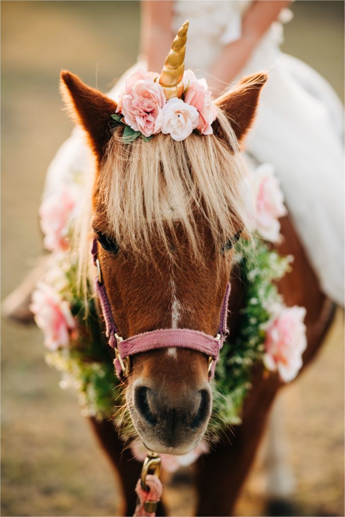 Pony with horn and wreath for unicorn photoshoot.