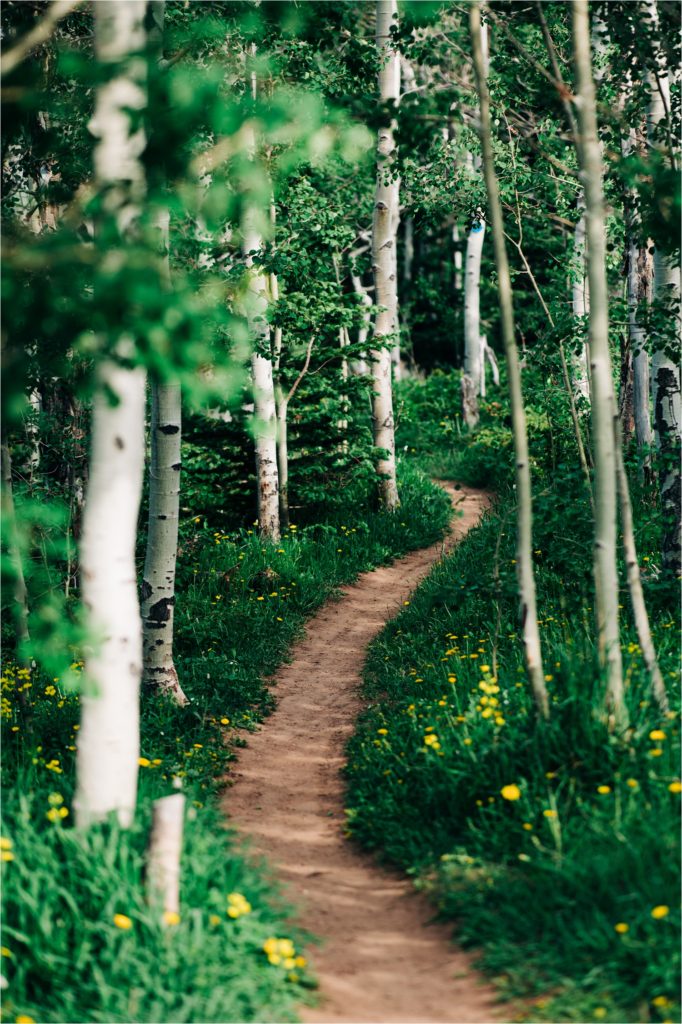 Trail through the aspen forest during a Wyoming mountain session.