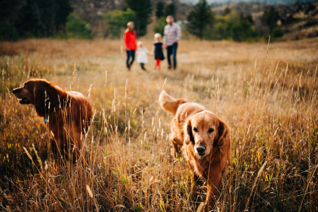 Two golden retrievers walk away from their family in the tall grass.